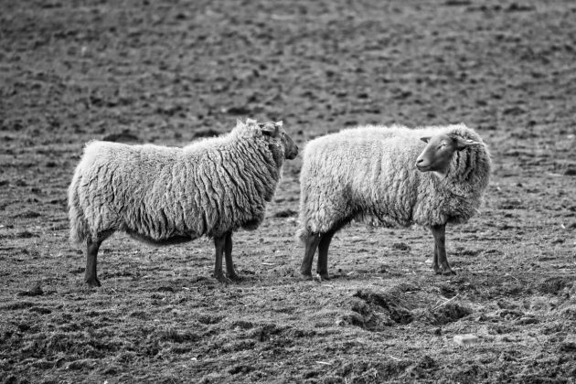 The madness has begun, Scientists create the first ever human-sheep hybrids